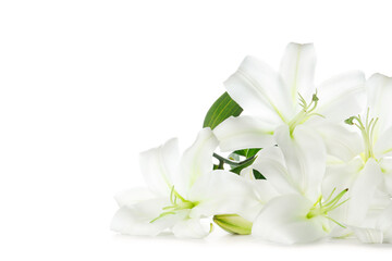 Beautiful lily flowers on white background