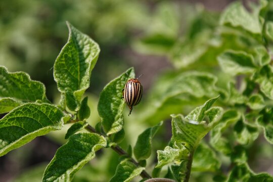 Macro of colorado potato beetle in natural conditions