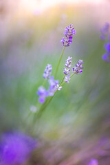 Amazing closeup artistic lavender field, stunning colorful flowers, beautiful nature macro scene, picturesque majestic floral landscape blur bokeh, summer calm background, peaceful wellness travel