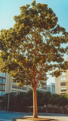 Naklejka premium Lush green tree, sunlight-drenched, stands tall against a backdrop of modern buildings under a clear sky
