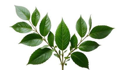 Fototapeta premium Fresh green leaves branch isolated on white background botanical foliage plant nature photography 100 char on transparent background