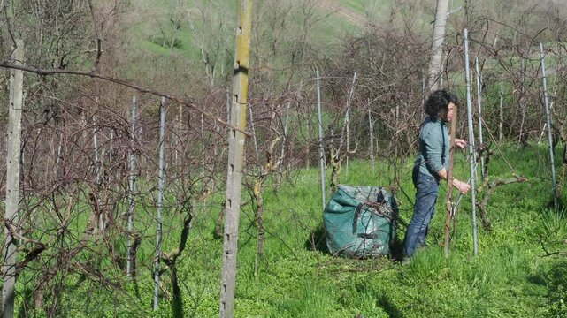 female farmer works in a dormant vineyard near Castell&rsquo;Arquato, Piacenza, pruning grapevine canes beside a green garden sack, surrounded by bare rows and hills, slow motion, wide static camera view