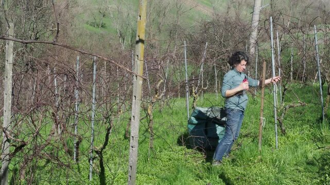 Fit adult caucasian woman trims dormant grapevines with pruning shears during late winter in a green vineyard, placing branches in a garden sack on grass, slow motion, static camera