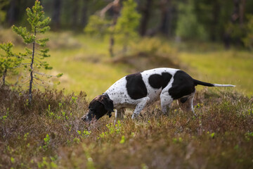 Dog english pointer
