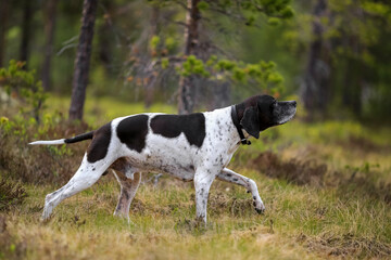 Dog english pointer
