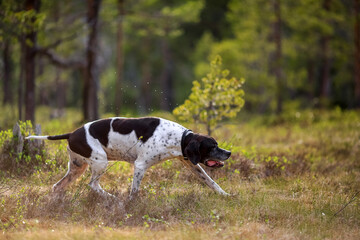 Dog english pointer