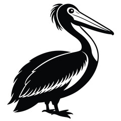 pelican vector