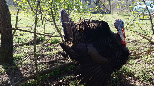 Vogel, Puter, Haustier, Natur, Fr&uuml;hling