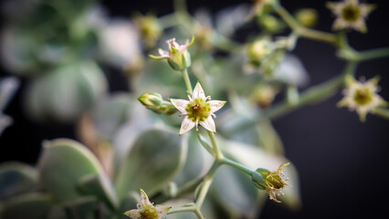 Beautiful mother of pearl or ghost plant succulent flowers with black background. Close up of cactus flower. Field of depth and blur is done intentionally
