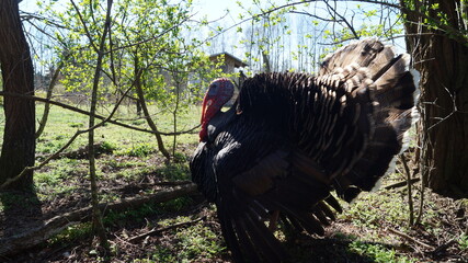 Vogel, Puter, Haustier, Natur, Frühling