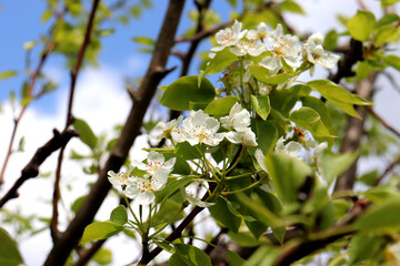 Blossoming branches of a pear tree with white flowers against a blue sky in a garden on a sunny day...