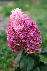 Obraz premium Bright pink Hydrangea Pinky Promise in full bloom