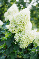 Climbing Hydrangea Polar Bear Blooming on Garden Fence