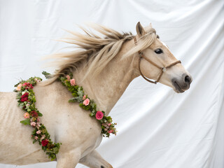 Elegant horse with a floral garland in motion against a white background, beautiful equine portrait