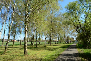 Obraz premium Landschaft mit Baum, Wäldchen, Radweg, Himmel, Frühling