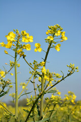 Obraz premium Rapsblüte, Feld, Himmel, Makro
