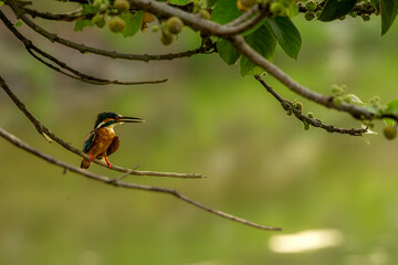 kingfisher on a branch