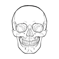 human skull illustration