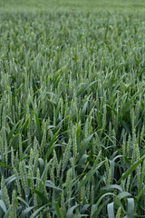 Agricultural background with lush green texture of wheat or barley plants.