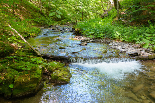 wild water creek in the dense forest. scenic green environment of ukraine woodland in summer. beautiful nature scenery. freshness of woods on a sunny day