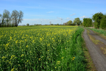 Radweg, Rapsfeld, Blüte, Feld, Horizont, Himmel, Natur, Landschaft, Frühling