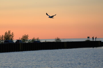 Seagul flies across a stunning orange sky at sunset at the lakeshore