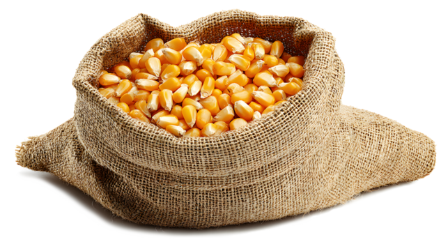 Fresh Corn Kernels in a Burlap Sack isolated on a white background