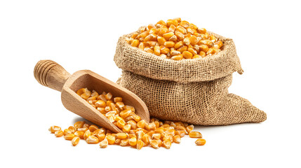Organic corn kernels in a burlap sack with wooden scoop