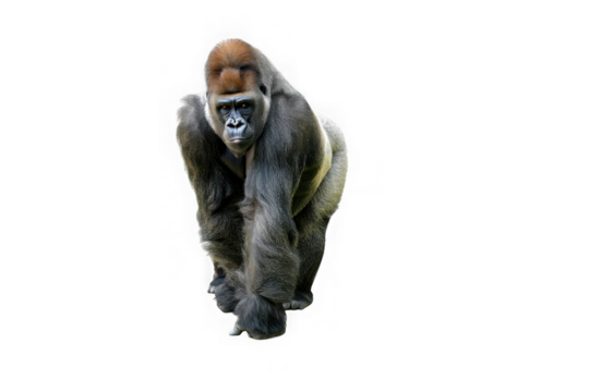 Powerful Gorilla, Majestic Primate, Walking Forward, Close-Up Studio Shot, Isolated on White Background, Intense Gaze, Wildlife Photography, Impressive Animal Portrait
