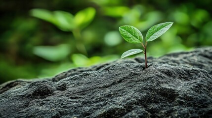 Naklejka premium A small green plant growing on a rocky surface with a blurred green background.