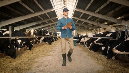 Handsome Caucasian farmer walking on shed while workers caring after cows and cleaning barn. Busy man using tablet device controlling, checking quality. Concept of technology and farming.