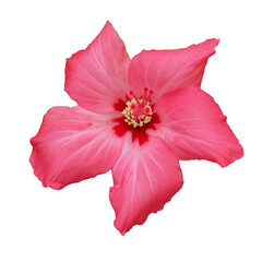 Vibrant pink hibiscus blossom brightens the garden in summer