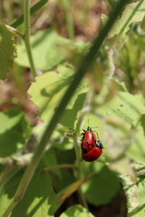 Pappelblattkäfer bei der Paarung