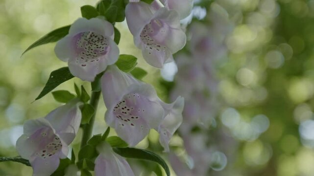 Herbaceous Perennial Plants, Blooming Foxglove Flowers. Selective Focus Shot