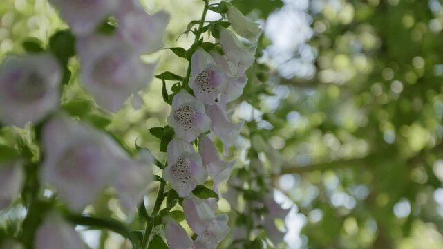 Digitalis, Foxgloves Blooming Flowers. Selective Focus Shot