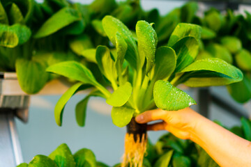 Hydroponic pakcoy or it called mustard bok choy vegetables in the sunlight. Agriculture system of Hidroponic.