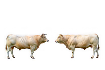 Majestic Blonde D'Aquitaine Cattle, Powerful Pair, Farm Animals, Agricultural Livestock, Rural Scene, Isolated on White Background