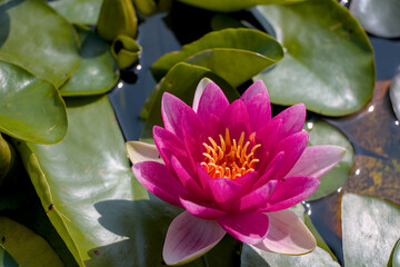 pink water lilly