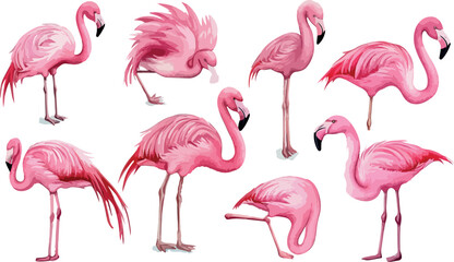 Naklejka premium Watercolor Illustration of Pink Flamingo Birds in Various Poses Perfect for Summer Designs Tropical Themes and Elegant Decor Isolated on a Clean White Background