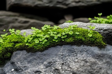 Close-up of green moss growing on a grey stone surface