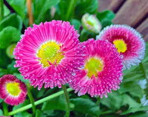 Tausendsch&ouml;nchen