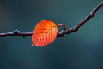 Single autumn leaf on a thin branch