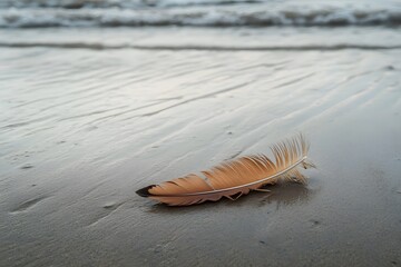 Delicate feather resting on smooth, wet sand