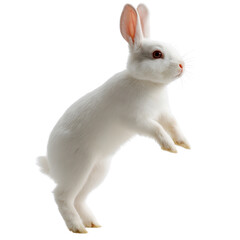 Obraz premium Adorable White Bunny Cute Rabbit with Pink Ears and Fluffy Fur on isolated background, generative ai