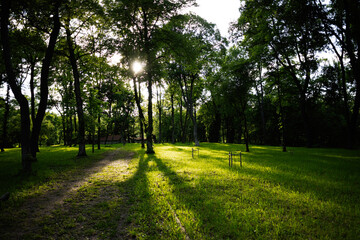 Sunlight streaming through lush trees in a serene forest setting