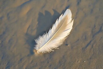 Lone feather resting on smooth, wet sand