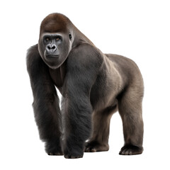 Obraz premium Giant Gorilla The King of Primates on isolated background, generative ai