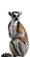 Obraz premium Charming Lemur with Alert Expression and Striped Tail on isolated background, generative ai