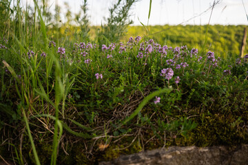 Beautiful natural scene with wildflowers and a lush green environment
