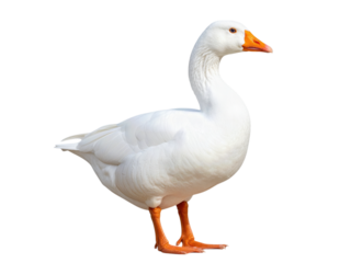 White Goose Standing Gracefully with Bright Orange Beak and Feet